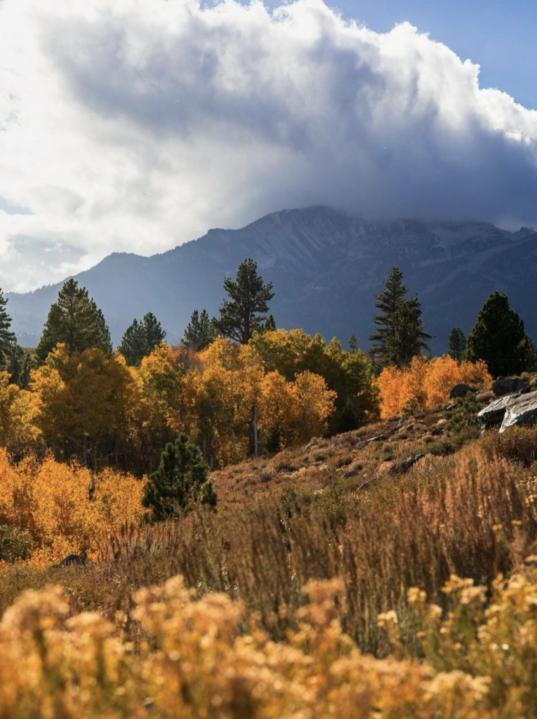 mono county fall colors